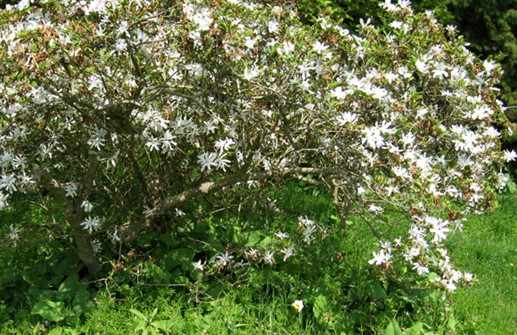 Stjärnmagnolia i blom