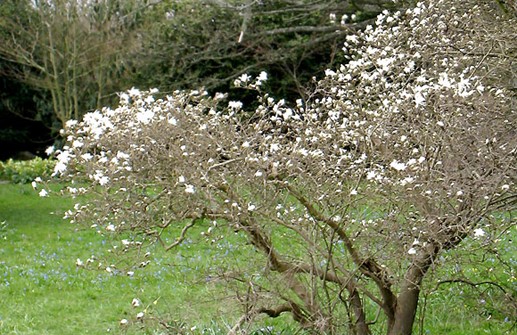 Stjärnmagnolia, tidig blomning