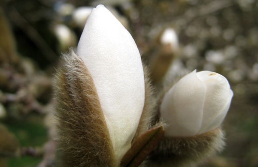 Stjärnmagnolia, blomknopp