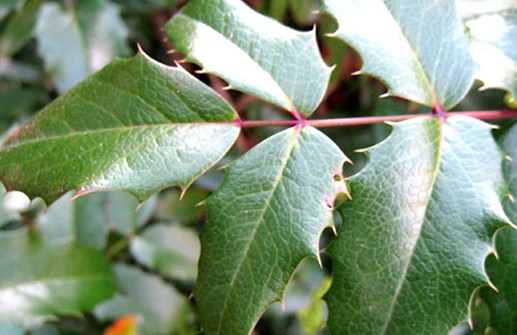 Mahonia, blad