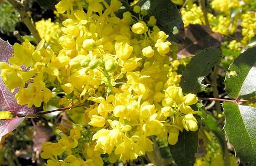 Mahonia, blomma