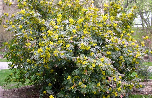 Mahonia i blom