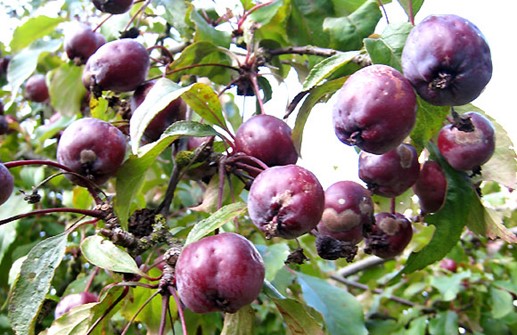 Purpurapel 'Aldenhamensis', frukt