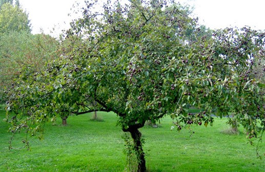 Purpurapel 'Aldenhamensis', med frukt