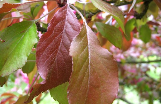 Purpurapel 'Aldenhamensis', blad