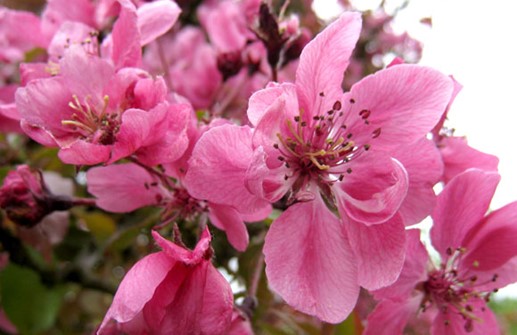 Purpurapel 'Aldenhamensis', blomma