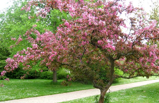 Purpurapel 'Aldenhamensis' i blom