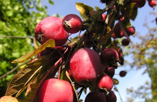 Purpurapel 'Lemoinei', frukt