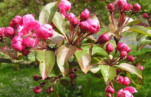 Purpurapel 'Lemoinei', blomma