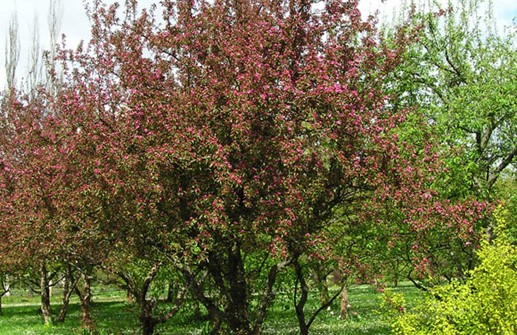 Purpurapel 'Lemoinei' i blom