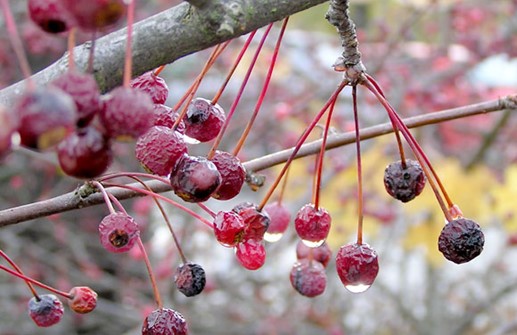 Bukettapel, frukt senhöst