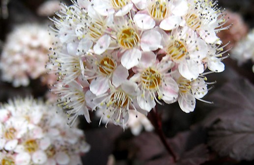 Smällspirea 'Diablo', blomma