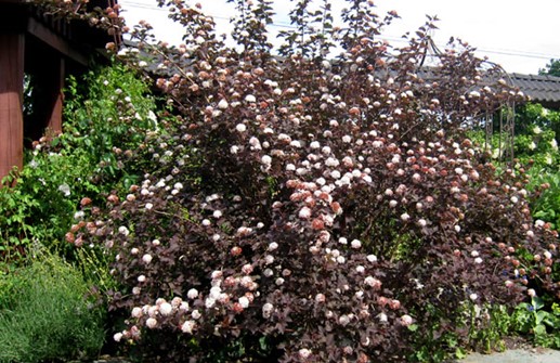 Smällspirea 'Diablo' i blom