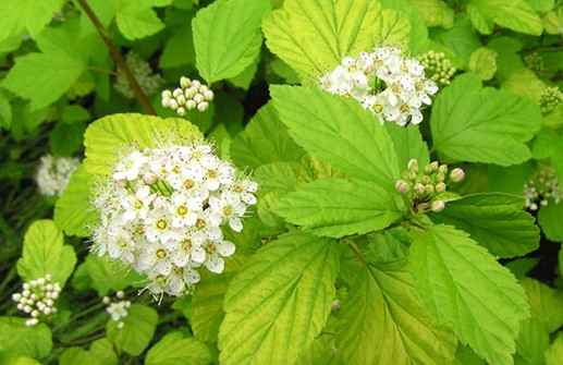 Smällspirea 'Luteus', blomma