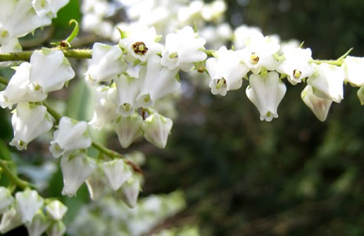 Amerikansk buskrosling, blomma