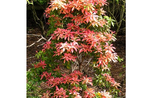 Japansk buskrosling 'Mountain Fire'