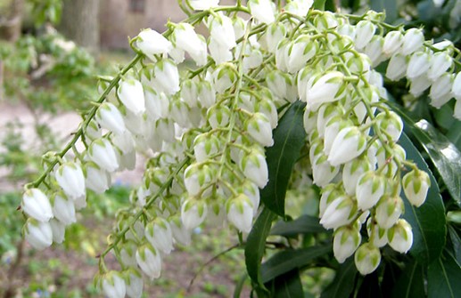 Japansk buskrosling, blomma