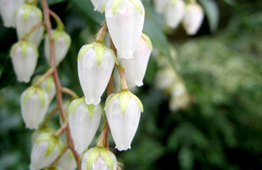 Japansk buskrosling, blomma