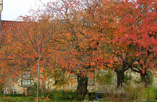 Prunus 'Accolade', höstfärger