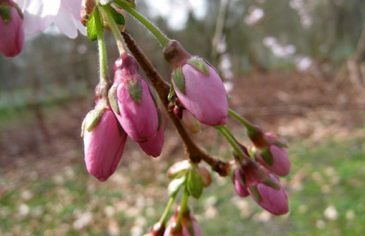 Prunus 'Accolade'