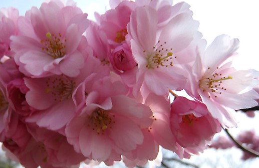 Prunus 'Accolade'