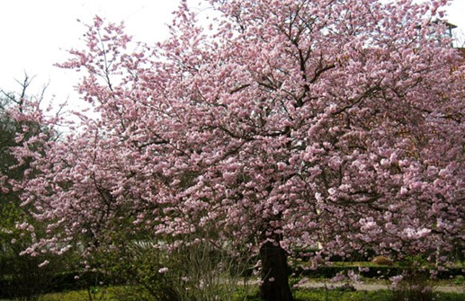 Prunus 'Accolade'