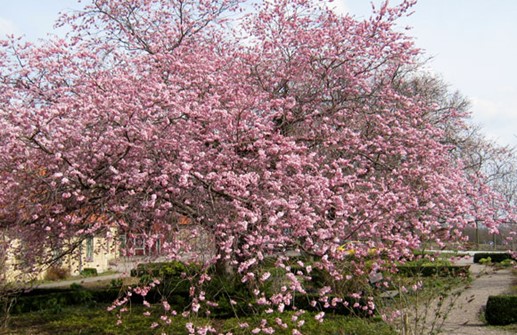 Prunus 'Accolade'