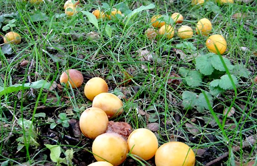 Körsbärsplommon, fallfrukt