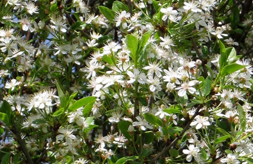 Klotkörsbär 'Umbraculifera', blomma