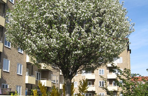 Klotkörsbär 'Umbraculifera' i vårblom