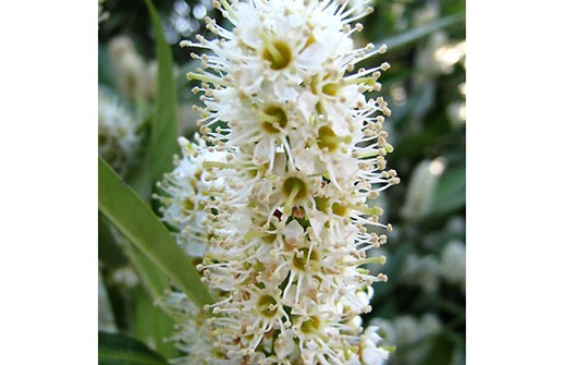 Lagerhägg 'Otto Luyken', blommor