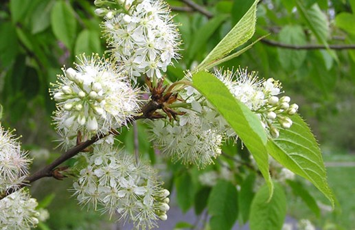 Näverhägg, blomma