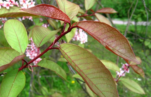 Blodhägg 'Colorata', blad