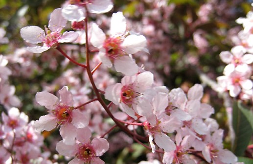 Blodhägg 'Colorata', blomma