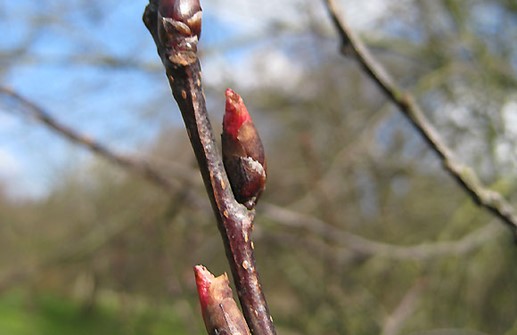 Blodhägg 'Colorata', vårskott