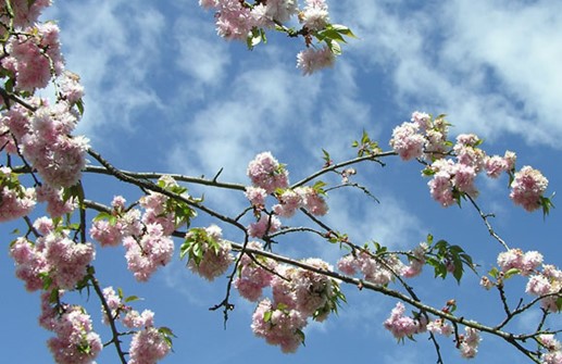 Japanskt prydnadskörsbär 'Kiku-Shidare-zakura'