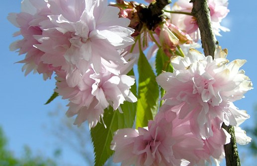 Japanskt prydnadskörsbär 'Kiku-Shidare-zakura'