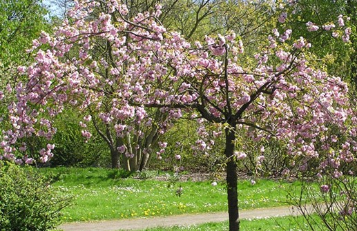 Japanskt prydnadskörsbär 'Kiku-Shidare-zakura'