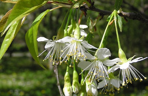 Glanskörsbär, blomma