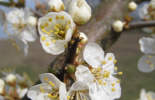 Slån, blomma