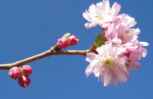 Vinterkörsbär 'Autumnalis', blomma