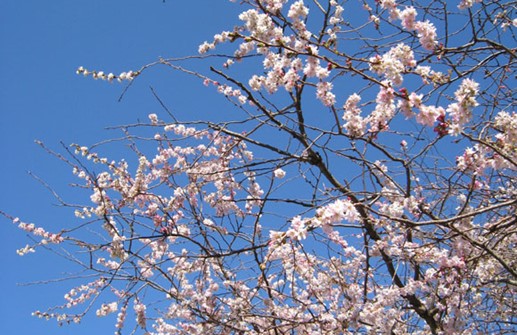 Vinterkörsbär 'Autumnalis', blomma