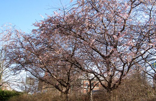Vinterkörsbär 'Autumnalis' i vårblom