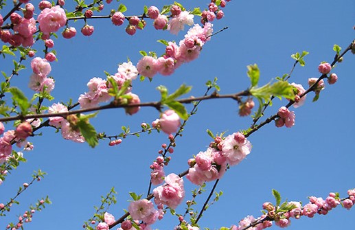 Rosenmandel 'Plena', blomma