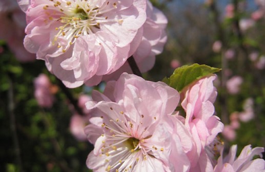 Rosenmandel 'Plena', blomma