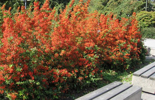 Eldtorn i plantering på hösten