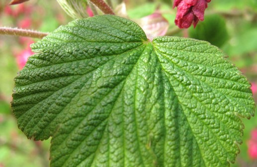 Rosenrips 'Pulborough Scarlet', blad