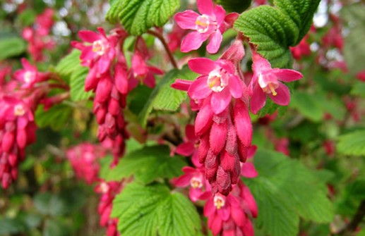 Rosenrips 'Pulborough Scarlet', blomma