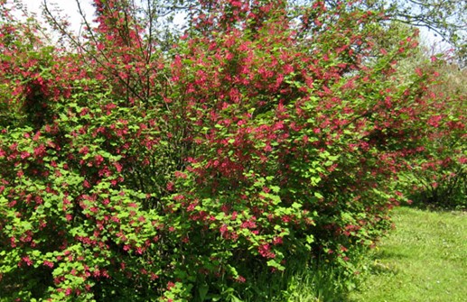 Rosenrips 'Pulborough Scarlet'