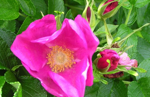 Rosa_rug_s_blo1_KB.jpg